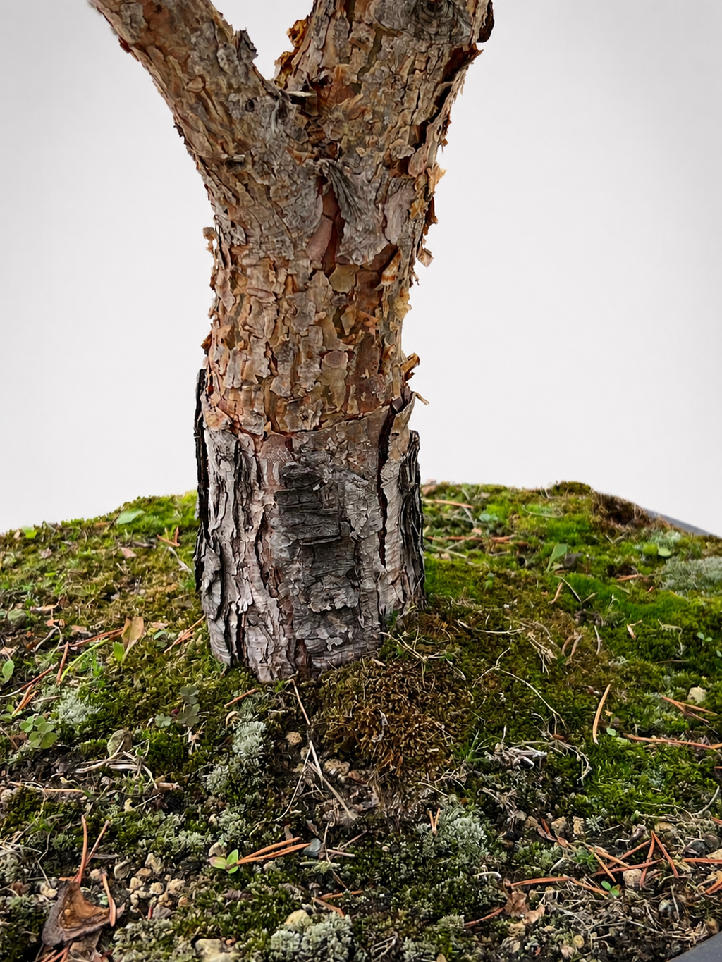 Pinus Sylvestris Watereri