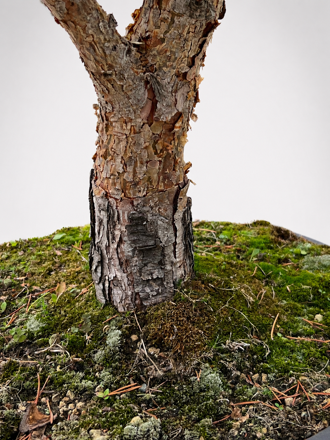 Pinus Sylvestris Watereri