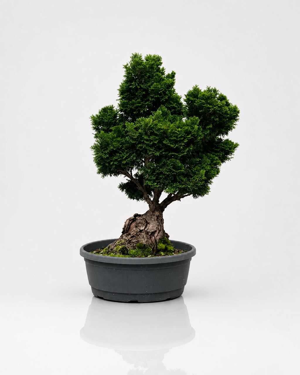 Chamaecyparis Obtusa Bonsai