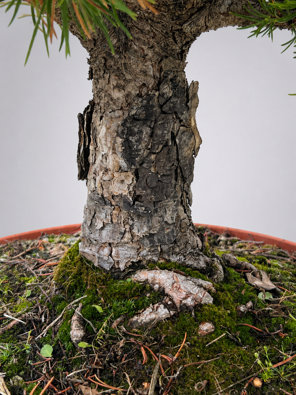 Pino Mugo Bonsai