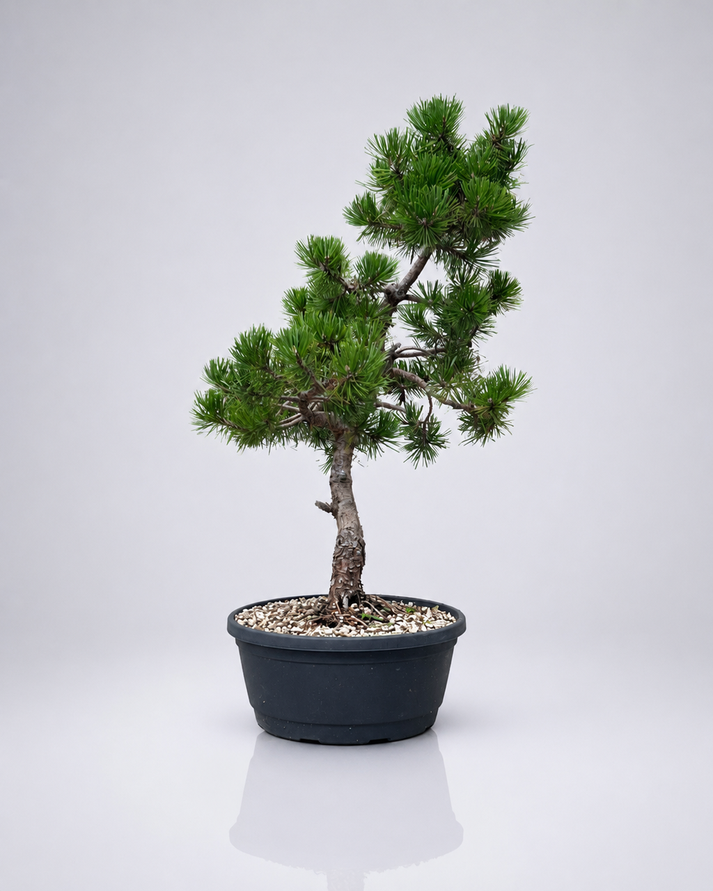 Pino Mugo Prebonsai