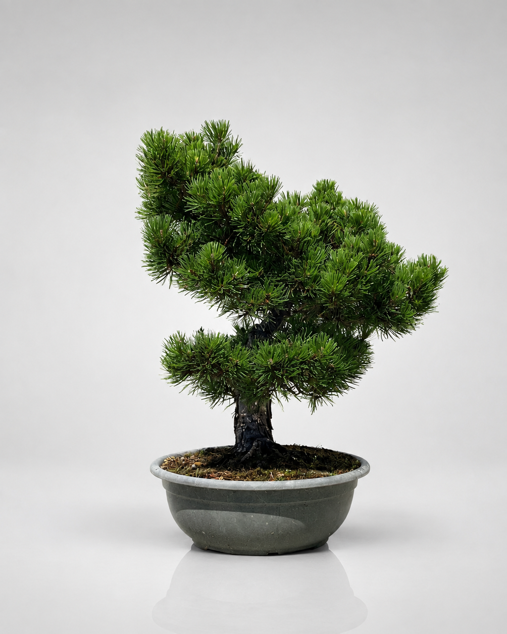 Pino Mugo Bonsai