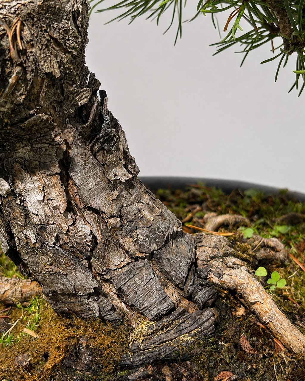 Pino Mugo Bonsai