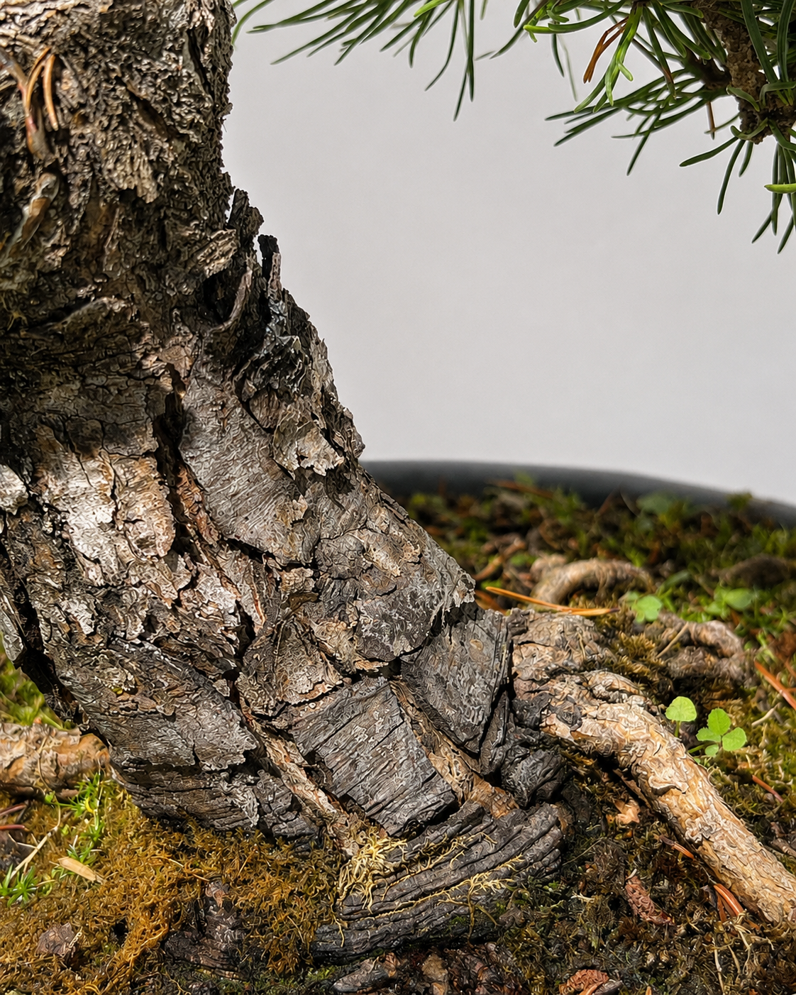 Pino Mugo Bonsai