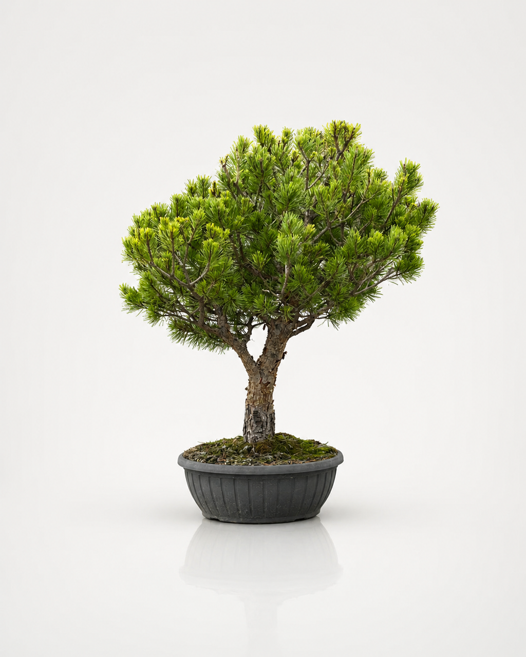 Pinus Sylvestris Watereri