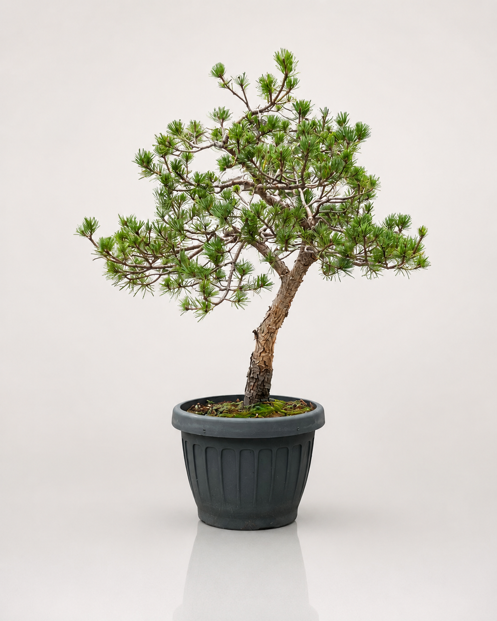 Pinus Sylvestris Watereri