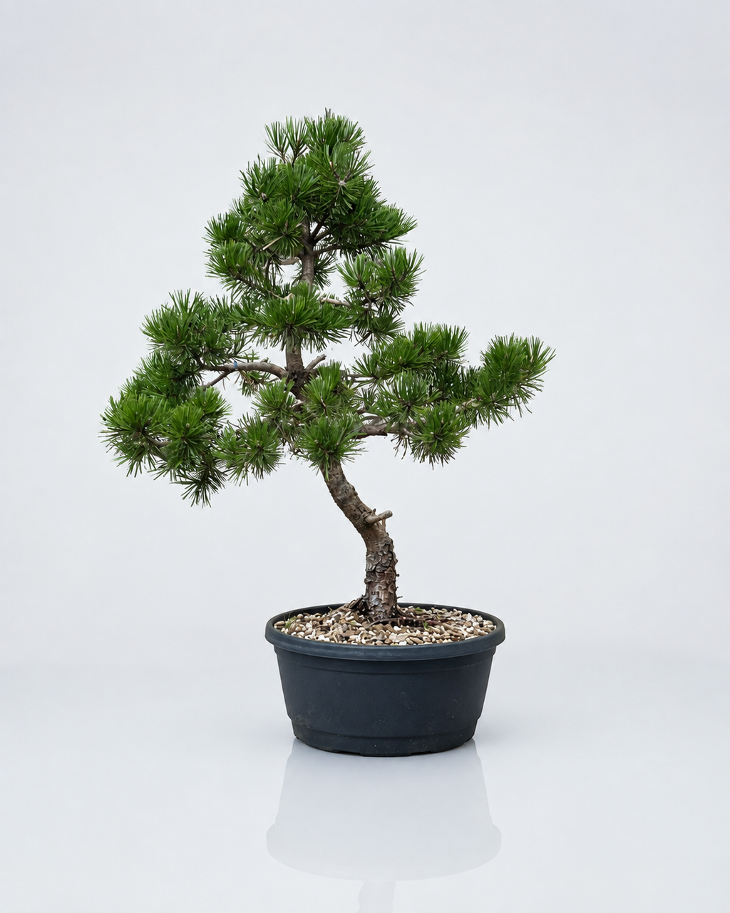 Pino Mugo Prebonsai