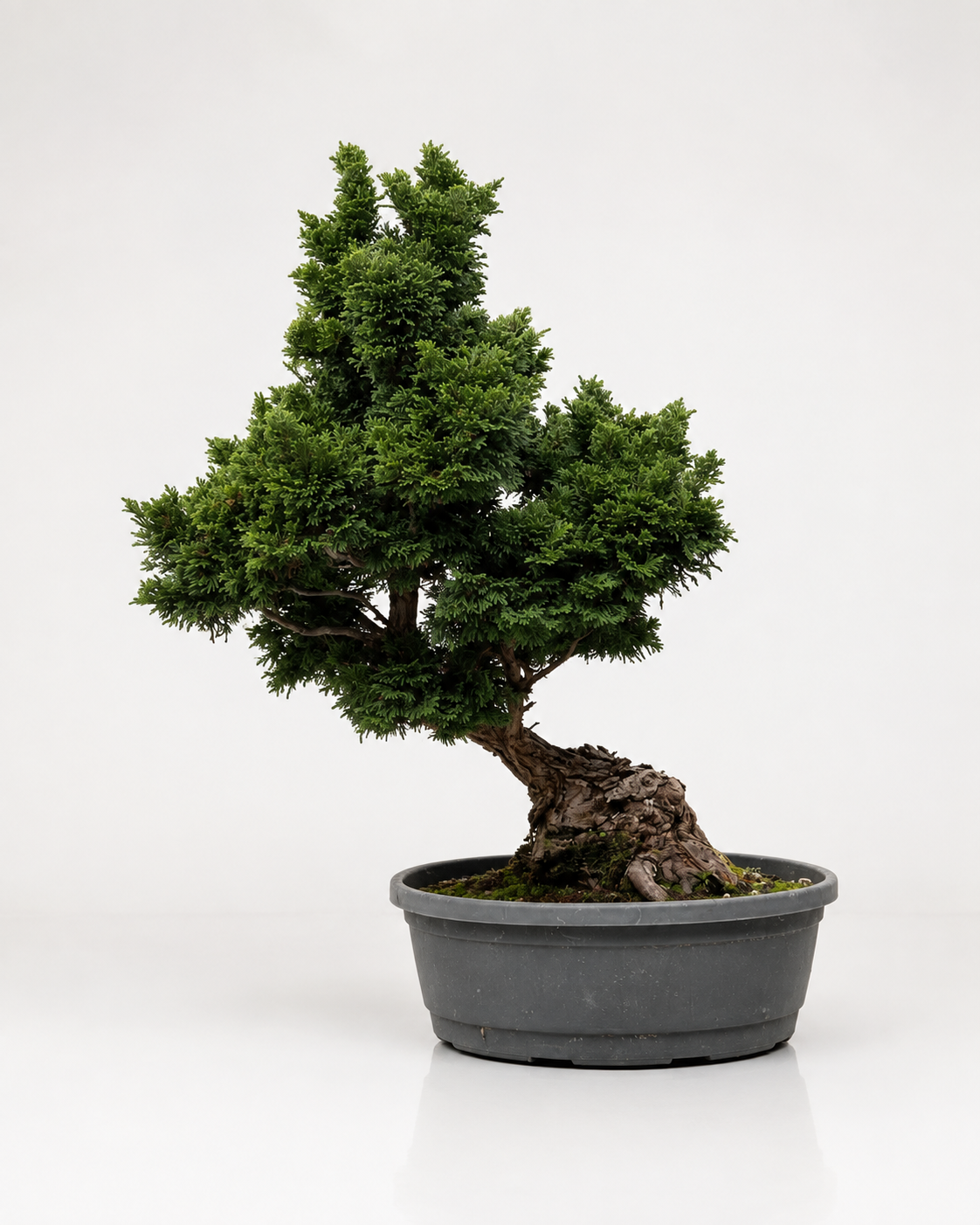 Chamaecyparis Obtusa Bonsai