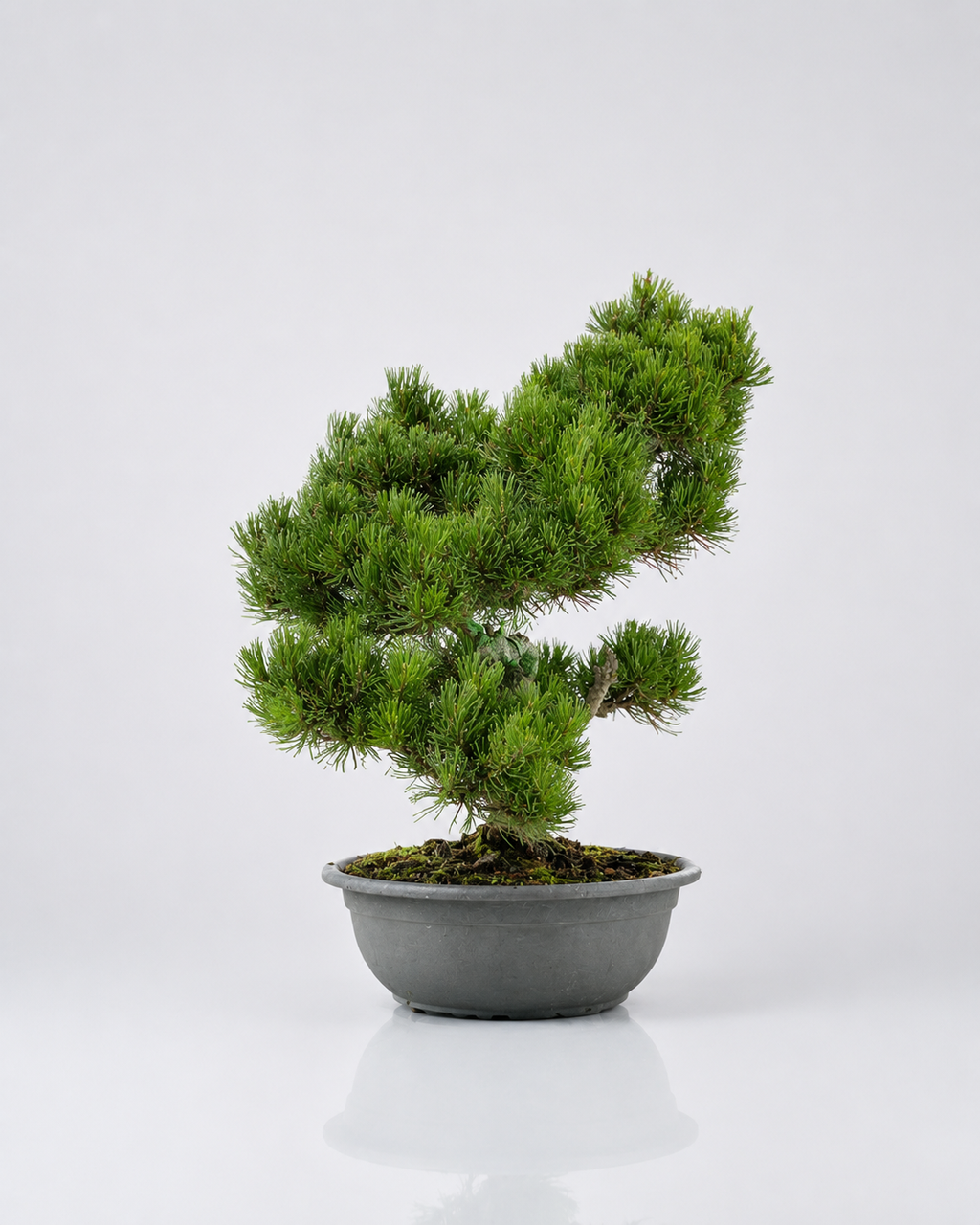 Pino Mugo Bonsai