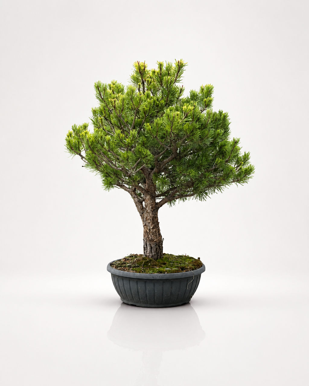 Pinus Sylvestris Watereri