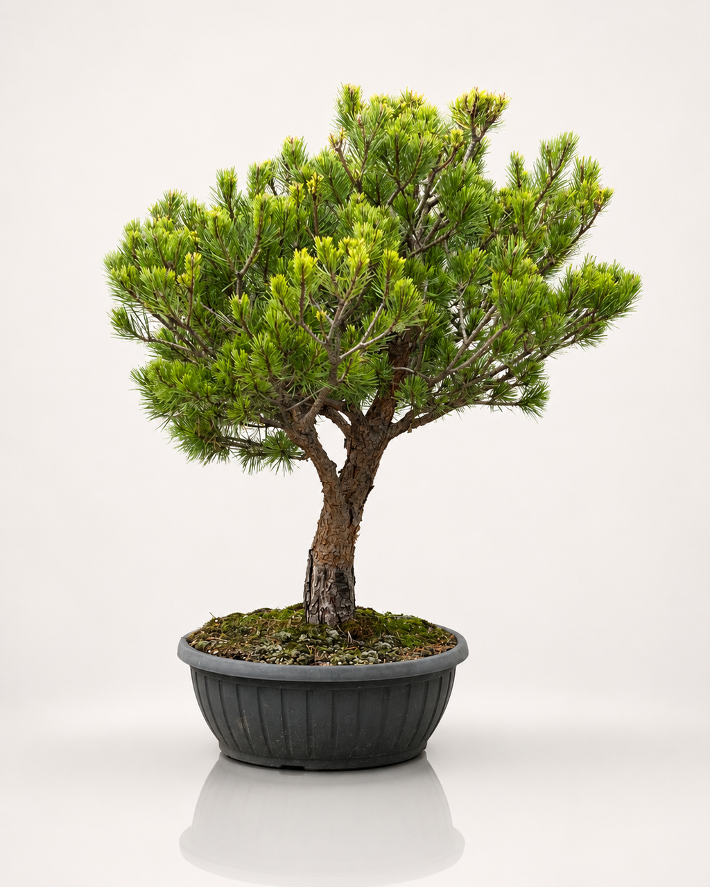 Pinus Sylvestris Watereri
