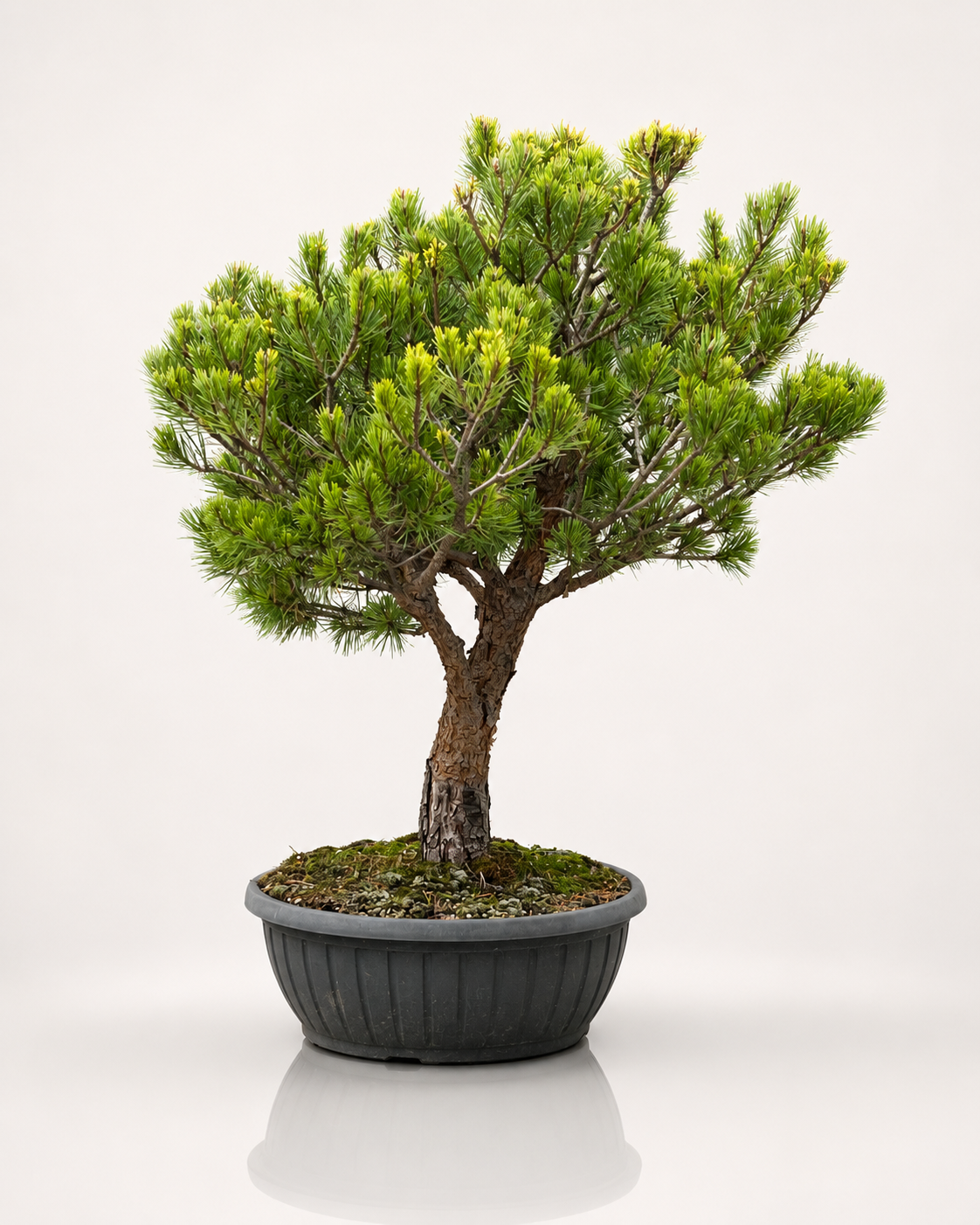 Pinus Sylvestris Watereri